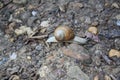 Close-up of snail traveling across stones
