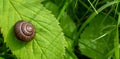 close up snail walk on green leaf