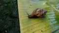 Close-up of a snail walking on wet leaves Royalty Free Stock Photo