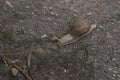 close-up: snail on wet ground with sand sidewise