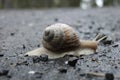 Close-up Of Snail On Wet Road.