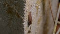 Close up a snail, Yellow-shelled semi slug Parmarion martensi crawling on the wall in rainforest at night. Gunung Lambak, Kluang