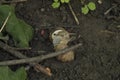 close-up:snails coupling on the wet ground among tree branches Royalty Free Stock Photo