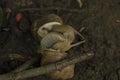 close-up:snails coupling on the wet ground among tree branches Royalty Free Stock Photo