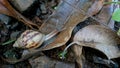 Close-up of snails walking on dirty, wet leaves