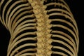 Close up  snake bone on black background Royalty Free Stock Photo