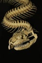 Close up  snake bone on black background Royalty Free Stock Photo