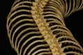 Close up  snake bone on black background Royalty Free Stock Photo