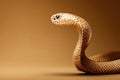 Close-up of a Snake on a Brown Background Royalty Free Stock Photo