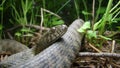 Close up of Snake . Closeup of water snake is a non venomous. Snake in the woods, forest Veterinarian exotic. Veterinarian wildli