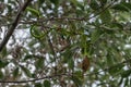 Close up Snake eating bird