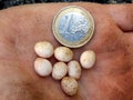 Snake Eggs