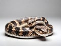 snake wildlife closeup on white background. ai generative Royalty Free Stock Photo