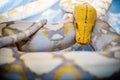 Close-up of a snake image, Large yellow snake