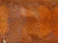 snake leather texture background