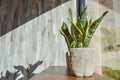 Snake plants in pots on light grey grunge background