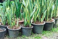 Snake plants Sansevieria trifasciata Prain in black pot on ground garden background