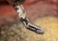 Close up of a snake, royal python Royalty Free Stock Photo