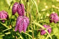 Wild Snake`s-head Fritillary - Fritillaria meleagris, Worcestershire