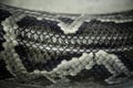 Close up of a snake skin abstract textured Royalty Free Stock Photo