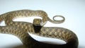 Close up of Snake on a white background. snake isolated. Closeup of water snake is a non venomous. Snake in the studio Veterinari