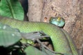 Close up snake & x28;green pit viper& x29; on tree at thailand Royalty Free Stock Photo