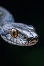 Close up of snake's face focusing on its eye and mouth. Generative AI Royalty Free Stock Photo