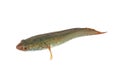 Snakehead fish,asia isolated on white background Royalty Free Stock Photo