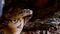 A close up of a snakes face, eyes, and tongue. Portrait of mperial boa Royalty Free Stock Photo