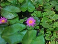 Close up snap shot beautiful red lotus blossom is bloom at center green leaves on water surface in lake with blue deep water. Royalty Free Stock Photo