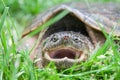 Close up of a snapping turtle mouth