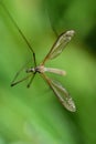 Close up of a snark Tipuloidea with long legs and wings, against a green background in nature Royalty Free Stock Photo