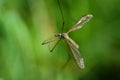 Close up of a snark Tipuloidea with long legs and wings, against a green background in nature Royalty Free Stock Photo