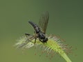 P5240073 snipe fly trapped on the leaf of a cape sundew carnivorous plant Drosera capensis cECP 2021 Royalty Free Stock Photo