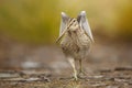 Close-up of a Snipe with spreaded wings