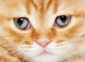 Close up snout of British shorthair kitten cat Royalty Free Stock Photo