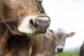 Close up of snout of cow with nose ring at fields Royalty Free Stock Photo