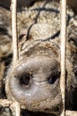 Close up of snout of forest pig Royalty Free Stock Photo