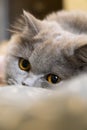 close-up snout of gray british cat, selective focus.