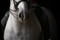 Close up of the snout of a grey spanish horse with braided long mane Royalty Free Stock Photo