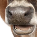 Close-up on a snout of a Jersey cow (10 years old) Royalty Free Stock Photo