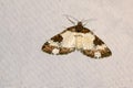 Snout moth