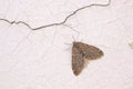 Snout moth Royalty Free Stock Photo
