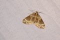 Snout moth