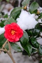 Close-up of snow camellia. Royalty Free Stock Photo