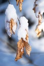 Close up snow covered beech tree leaves. Winter scene in forest in netherlands. Seasonal botany background. countryside landscape Royalty Free Stock Photo