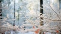 A Close-Up of Snow-Covered Branches in Nature\'s Frosty Embrace