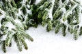 Close-up of snow covered evergreen branches close to the ground.