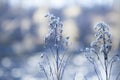 Close-up snow-covered flowers on blurred winter background Royalty Free Stock Photo