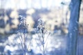 Close-up snow-covered flowers on blurred winter background Royalty Free Stock Photo